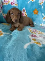 Truffle, a male Miniature Dachshund for sale in Fort Myers, FL – 5 of 7