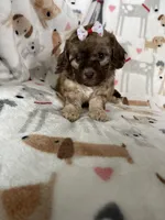 Penny, a female Cavapoo for sale in Fort Myers, FL – 4 of 7