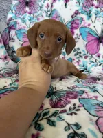 Noodle , a male Miniature Dachshund for sale in Fort Myers, FL – 2 of 7