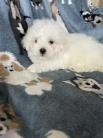 Cotton, a male Maltese for sale in Fort Myers, FL – 4 of 8