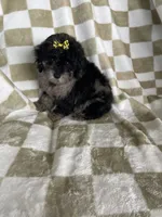 Mocha , a female Poodle - Toy  for sale in Fort Myers, FL – 7 of 7