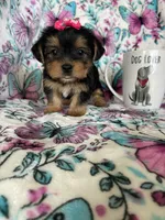 Lulu , a female Yorkshire Terrier for sale in Fort Myers, FL – 10 of 10