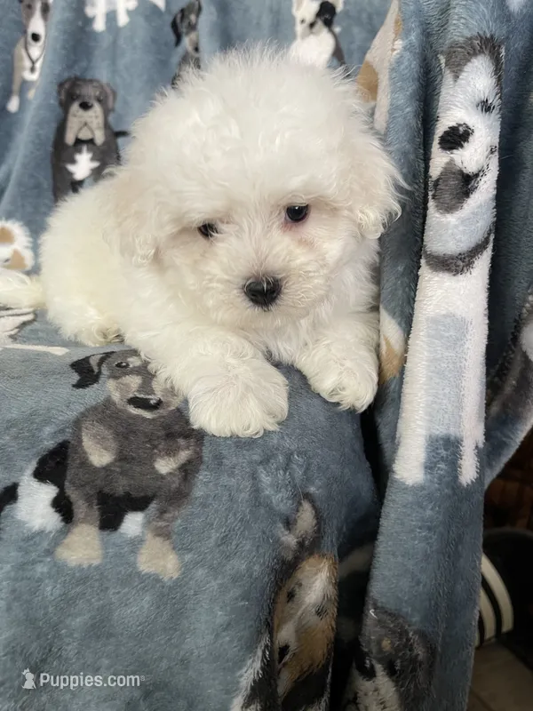 Cotton – Maltese puppy for sale in Fort Myers, FL
