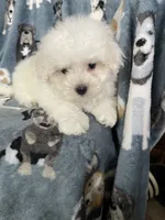 Cotton, a male Maltese for sale in Fort Myers, FL – 6 of 8
