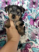Archie , a male Yorkshire Terrier for sale in Fort Myers, FL – 5 of 8