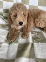 Kimchi, a female Poodle - Toy  for sale in Fort Myers, FL – 4 of 6