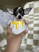 Teacup Leah , a female Chihuahua for sale in Fort Myers, FL – 2 of 9