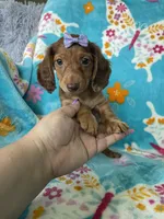 Penny, a female Miniature Dachshund for sale in Fort Myers, FL – 3 of 6