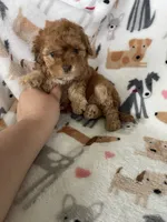 Leo, a male Cavapoo for sale in Fort Myers, FL – 2 of 6