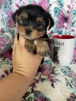 Oakley , a male Yorkshire Terrier for sale in Fort Myers, FL – 6 of 9