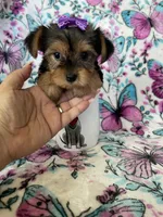 Minnie , a female Yorkshire Terrier for sale in Fort Myers, FL – 4 of 8