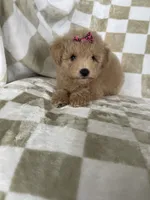 Maple , a female Poodle - Toy  for sale in Fort Myers, FL – 4 of 7