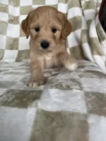 Astro , a male Miniature Goldendoodle for sale in Fort Myers, FL – 4 of 5