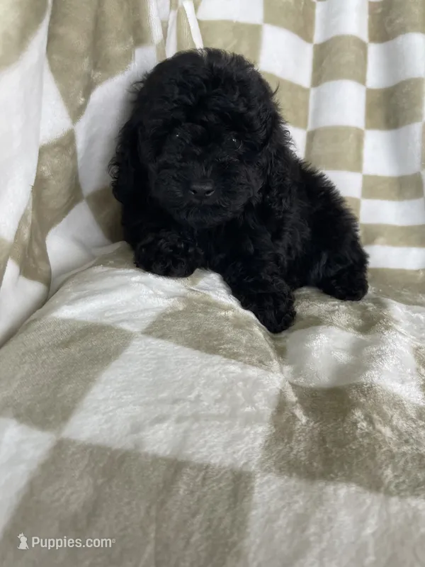 Shadow, a male Poodle - Toy  for sale in Fort Myers, FL – 1 of 6
