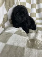 Shadow, a male Poodle - Toy  for sale in Fort Myers, FL – 1 of 6