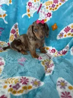 Cookie, a female Miniature Dachshund for sale in Fort Myers, FL – 4 of 9