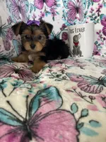 Minnie , a female Yorkshire Terrier for sale in Fort Myers, FL – 7 of 8