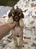 Penny, a female Cavapoo for sale in Fort Myers, FL – 7 of 7