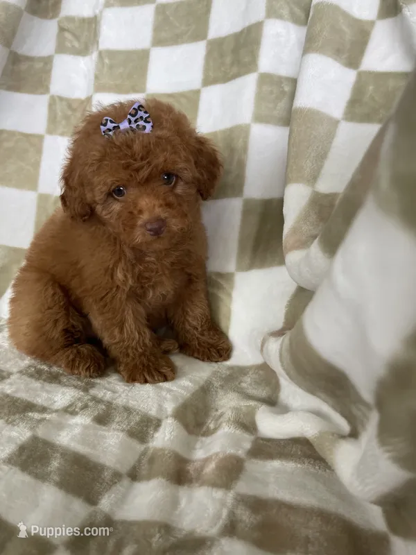 Ginger  – Poodle - Toy  puppy for sale in Fort Myers, FL