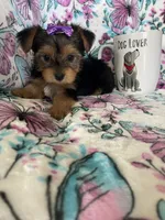 Minnie , a female Yorkshire Terrier for sale in Fort Myers, FL – 6 of 8