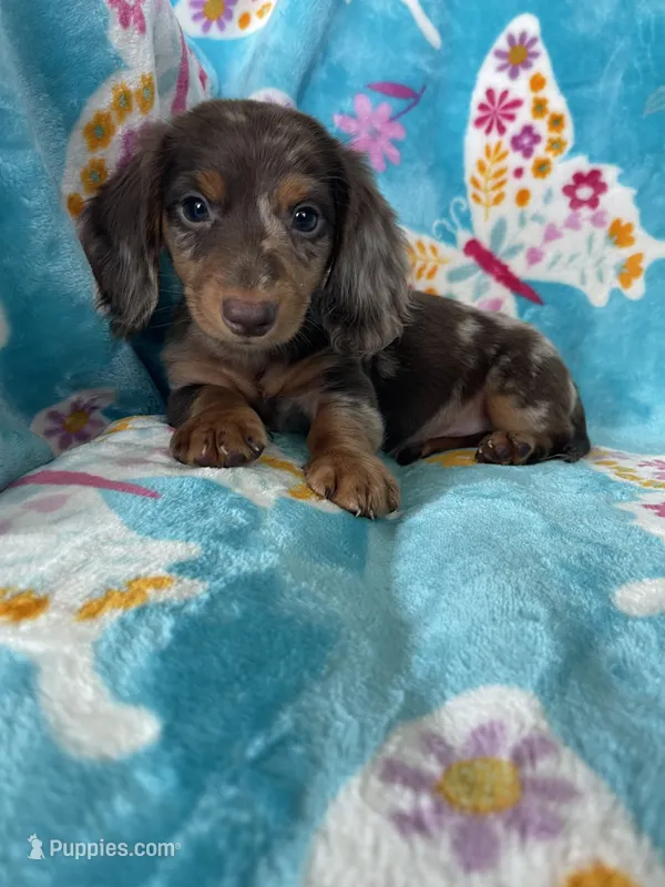 Spot – Miniature Dachshund puppy for sale in Fort Myers, FL