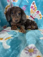 Spot, a male Miniature Dachshund for sale in Fort Myers, FL – 1 of 8