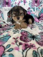 Alfie, a male Yorkshire Terrier for sale in Fort Myers, FL – 3 of 8