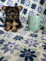 Teacup Peanut , a male Yorkshire Terrier for sale in Fort Myers, FL – 3 of 8