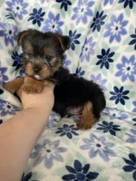 Bean , a male Yorkshire Terrier for sale in Fort Myers, FL – 2 of 6