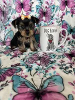 Gigi, a female Yorkshire Terrier for sale in Fort Myers, FL – 9 of 10