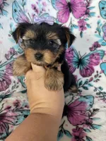 Dottie, a female Yorkshire Terrier for sale in Fort Myers, FL – 3 of 9