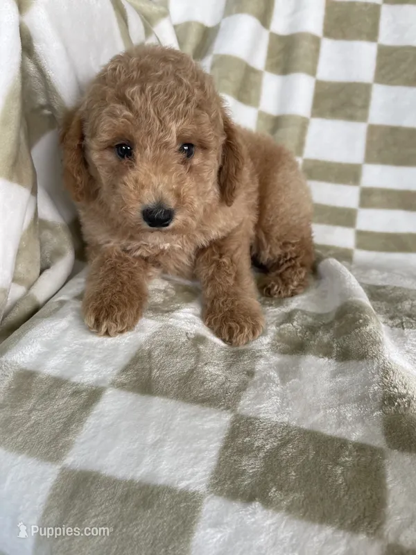 Kimchi, a female Poodle - Toy  for sale in Fort Myers, FL – 1 of 6