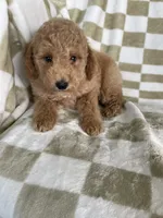 Kimchi, a female Poodle - Toy  for sale in Fort Myers, FL – 1 of 6