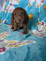 Rigatoni, a male Miniature Dachshund for sale in Fort Myers, FL – 2 of 6