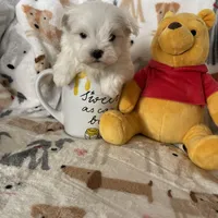Snowball, a male Maltese for sale in Fort Myers, FL – Photo 5 of 7