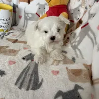 Snowball, a male Maltese for sale in Fort Myers, FL – Photo 1 of 7