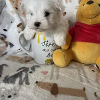 Snowball, a male Maltese for sale in Fort Myers, FL – Photo 2 of 7