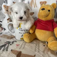 Snowball, a male Maltese for sale in Fort Myers, FL – Photo 4 of 7