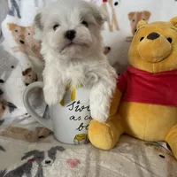 Snowball, a male Maltese for sale in Fort Myers, FL – Photo 3 of 7