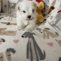 Snowball, a male Maltese for sale in Fort Myers, FL – Photo 7 of 7