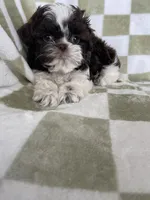 Ollie, a male Shih Tzu for sale in Fort Myers, FL – Photo 2 of 8