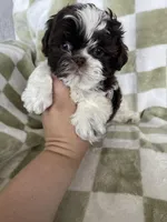 Ollie, a male Shih Tzu for sale in Fort Myers, FL – Photo 7 of 8