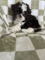 Ollie, a male Shih Tzu for sale in Fort Myers, FL – Photo 3 of 8