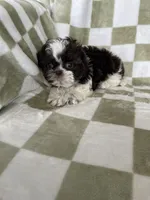 Ollie, a male Shih Tzu for sale in Fort Myers, FL – Photo 4 of 8