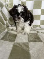 Ollie, a male Shih Tzu for sale in Fort Myers, FL – Photo 8 of 8