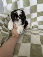 Ollie, a male Shih Tzu for sale in Fort Myers, FL – Photo 6 of 8