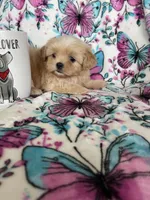 Louie , a male Shih Tzu for sale in Fort Myers, FL – 6 of 7