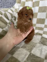 Ginger , a female Poodle - Toy  for sale in Fort Myers, FL – 3 of 6