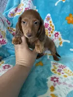 Toffee, a male Miniature Dachshund for sale in Fort Myers, FL – 7 of 7