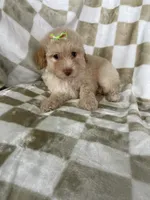 Goldie, a female Poodle - Toy  for sale in Fort Myers, FL – 3 of 6